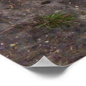 Muskovy Duck and Ducklings Poster (Ecke)