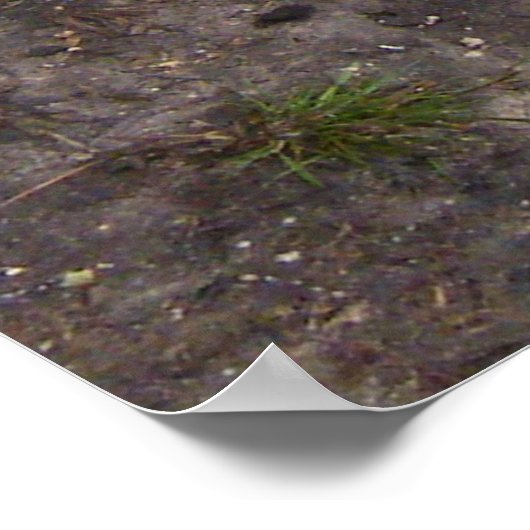 Muskovy Duck and Ducklings Poster (Ecke)