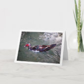 Muskovy Ente Portrait Karte (Vorderseite)