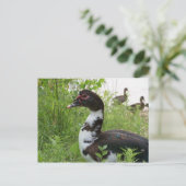 Muskovy-Ente Postkarte (Stehend Vorderseite)