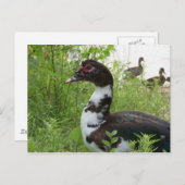 Muskovy-Ente Postkarte (Vorne/Hinten)