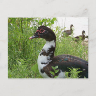 Muskovy-Ente Postkarte