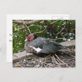 Muskovy-Ente Postkarte (Vorne/Hinten)