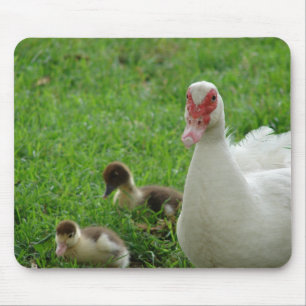 Muskovy Hen und Ducklings Mousepad