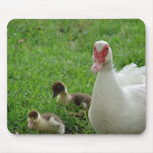 Muskovy Hen und Ducklings Mousepad (Vorne)
