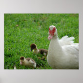 Muskovy Hen und Ducklings Poster (Vorne)
