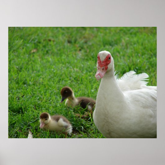 Muskovy Hen und Ducklings Poster (Vorne)