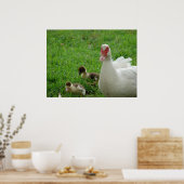 Muskovy Hen und Ducklings Poster (Küche)