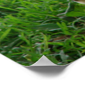 Muskovy Hen und Ducklings Poster (Ecke)