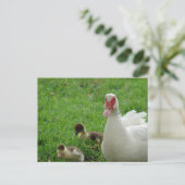 Muskovy Hen und Ducklings Postkarte (Stehend Vorderseite)