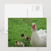 Muskovy Hen und Ducklings Postkarte (Vorne/Hinten)