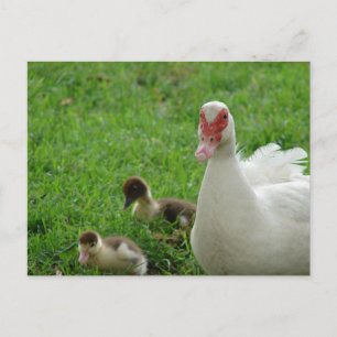 Muskovy Hen und Ducklings Postkarte