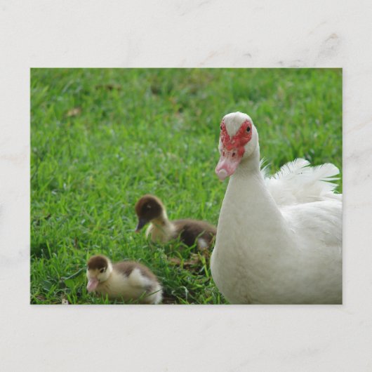 Muskovy Hen und Ducklings Postkarte (Vorderseite)