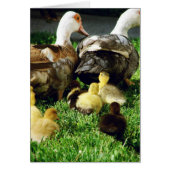 Muskowy Hens and Ducklings (Vorne)