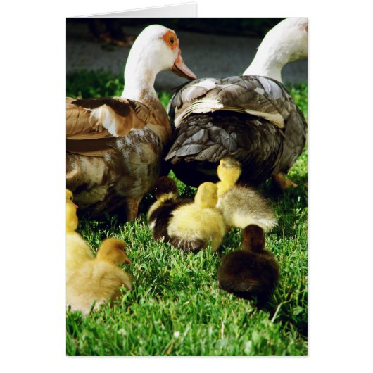 Muskowy Hens and Ducklings (Vorne)