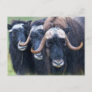 Muskox Muskoxen, Alaska Feiertagspostkarte