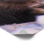 muskox, Ovibos moschatus, cow with newborn, Poster (Ecke)