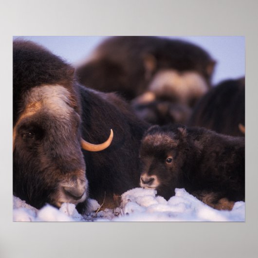 muskox, Ovibos moschatus, cow with newborn, Poster (Vorne)