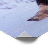 Muskox, Ovibos moschatus, junger Bulle auf der Poster (Ecke)