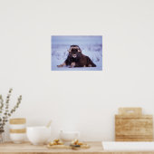 Muskox, Ovibos moschatus, junger Bulle auf der Poster (Küche)