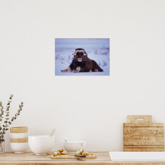 Muskox, Ovibos moschatus, junger Bulle auf der Poster (Küche)