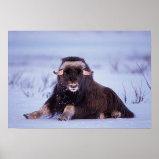 Muskox, Ovibos moschatus, junger Bulle auf der Poster (Vorne)