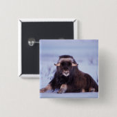 Muskox, Ovibos moschatus, junger Bulle Button (Vorne & Hinten)