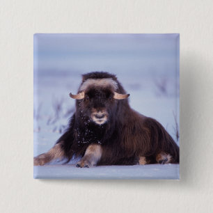 Muskox, Ovibos moschatus, junger Bulle Button