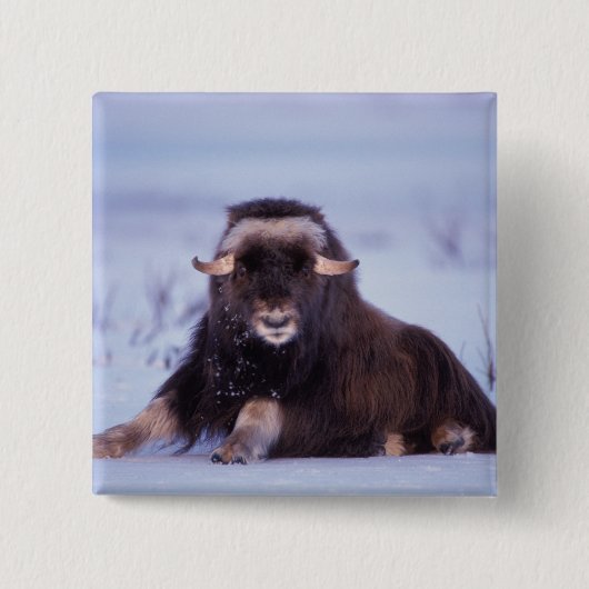 Muskox, Ovibos moschatus, junger Bulle Button (Vorderseite)