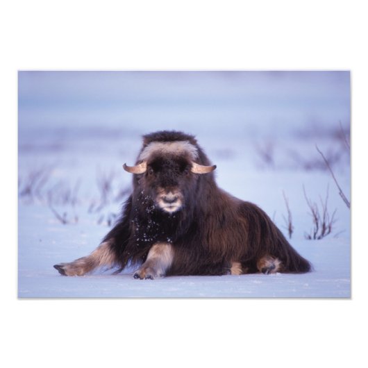 Muskox, Ovibos moschatus, junger Bulle Fotodruck (Vorne)
