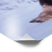 Muskox, Ovibos moschatus, junger Bulle Fotodruck (Ecke)