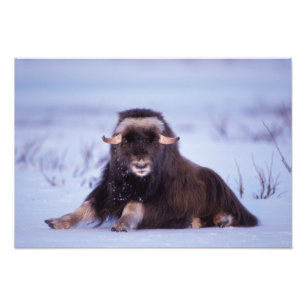 Muskox, Ovibos moschatus, junger Bulle Fotodruck
