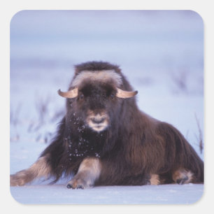 Muskox, Ovibos moschatus, junger Bulle Quadratischer Aufkleber