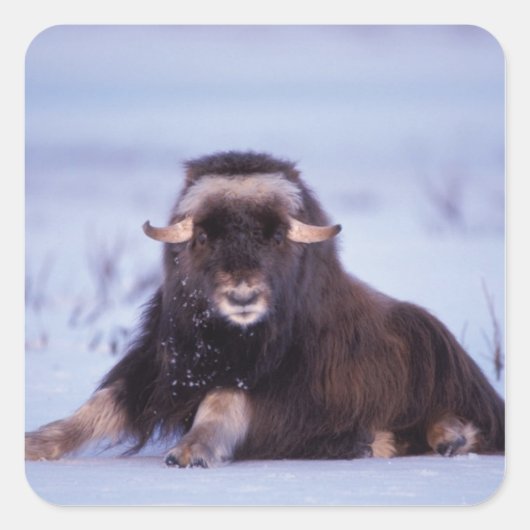 Muskox, Ovibos moschatus, junger Bulle Quadratischer Aufkleber (Vorderseite)