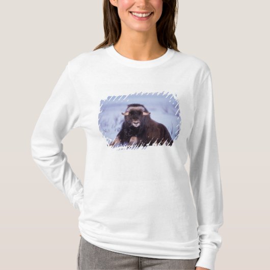 Muskox, Ovibos moschatus, junger Bulle T-Shirt (Vorderseite)