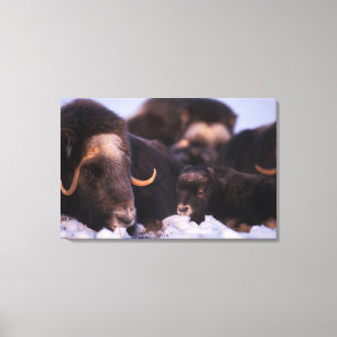 Muskox, Ovibos moschatus, Kuh mit Neugeborenen, Leinwanddruck