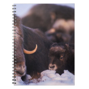 Muskox, Ovibos moschatus, Kuh mit Neugeborenen, Notizblock