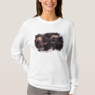 Muskox, Ovibos moschatus, Kuh mit Neugeborenen, T-Shirt