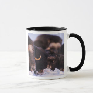 Muskox, Ovibos moschatus, Kuh mit Neugeborenen, Tasse