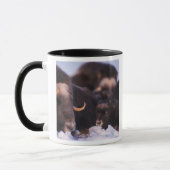Muskox, Ovibos moschatus, Kuh mit Neugeborenen, Tasse (Links)