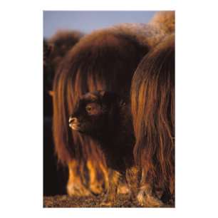 Muskox, Ovibos moschatus, neugeborenes Kalb Fotodruck