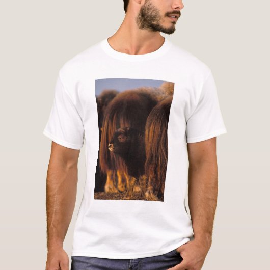Muskox, Ovibos moschatus, neugeborenes Kalb T-Shirt (Vorderseite)
