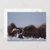 muskox, Ovibos moschatus, Stier und Kuh mit Postkarte (Vorne/Hinten)