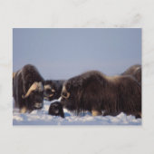 muskox, Ovibos moschatus, Stier und Kuh mit Postkarte (Vorderseite)