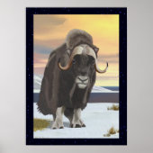 Muskox Poster (Vorne)