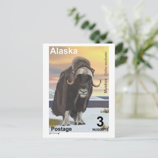 Muskox Postkarte (Stehend Vorderseite)