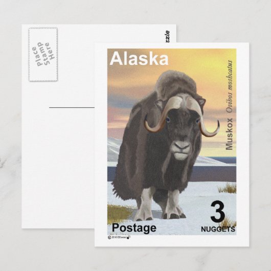 Muskox Postkarte (Vorne/Hinten)