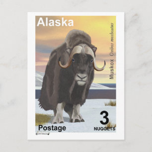 Muskox Postkarte