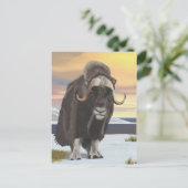 Muskox Postkarte (Stehend Vorderseite)