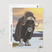 Muskox Postkarte (Vorne/Hinten)
